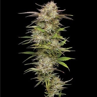 California Haze (Humboldt Seed Company) femminizzata