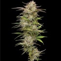 California Haze (Humboldt Seed Company) femminizzata