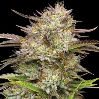 California Haze (Humboldt Seed Company) femminizzata