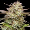 California Haze (Humboldt Seed Company) femminizzata