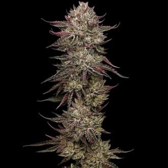 Chicken N'Wafflez (Humboldt Seed Company) femminizzata