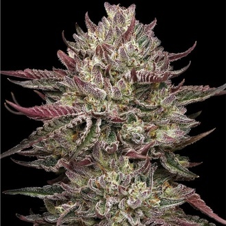 Chicken N'Wafflez (Humboldt Seed Company) femminizzata