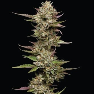 Moon Fog (Humboldt Seed Company) femminizzata