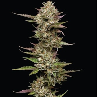 Moon Fog (Humboldt Seed Company) femminizzata