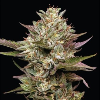 Moon Fog (Humboldt Seed Company) femminizzata