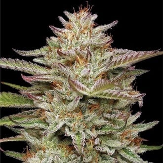 Banana OG Auto (Humboldt Seed Company) femminizzata