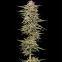 Banana OG Auto (Humboldt Seed Company) femminizzata