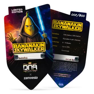 Bananakin Skywalker (Zamnesia Seeds x DNA Genetics) femminizzata