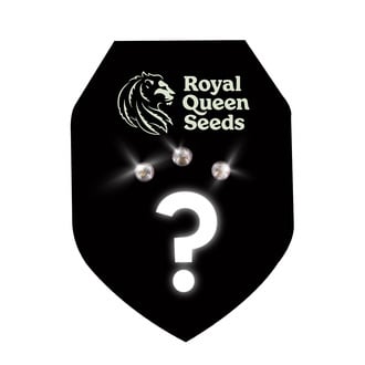 3 semi autofiorenti misteriosi (Royal Queen Seeds)