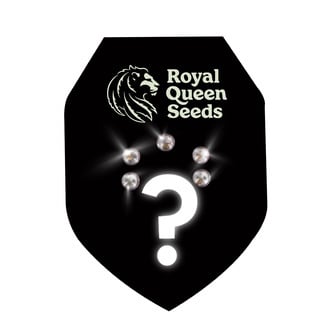5 semi autofiorenti misteriosi (Royal Queen Seeds)