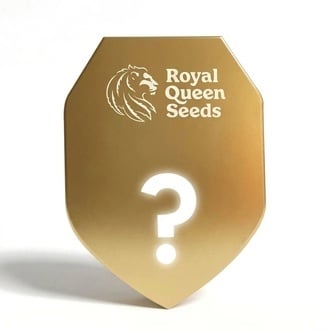 Semi Misteriosi Autofiorenti F1 5 (Royal Queen Seeds)
