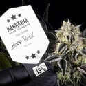 Zoap Rosé (Kannabia) femminizzata