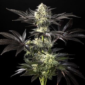 Zoap Rosé (Kannabia) femminizzata