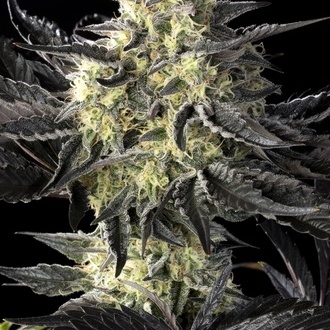 Zoap Rosé (Kannabia) femminizzata