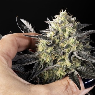 Zoap Rosé (Kannabia) femminizzata