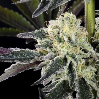 Zoap Rosé (Kannabia) femminizzata