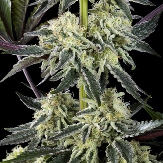 Zoap Rosé (Kannabia) femminizzata