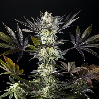 Zoap Rosé (Kannabia) femminizzata