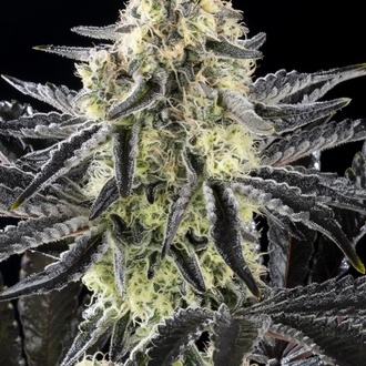 Zoap Rosé (Kannabia) femminizzata