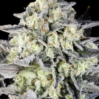 Zoap Rosé (Kannabia) femminizzata