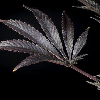 Zoap Rosé (Kannabia) femminizzata