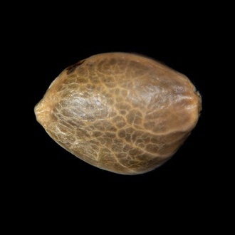 Zoap Rosé (Kannabia) femminizzata