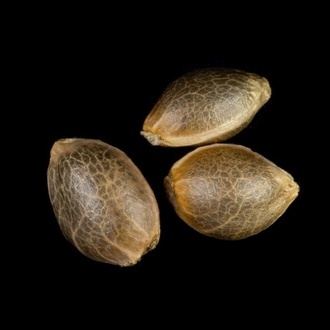 Zoap Rosé (Kannabia) femminizzata