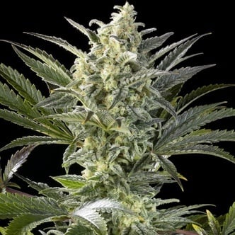 Clementine Slush (Kannabia) femminizzata