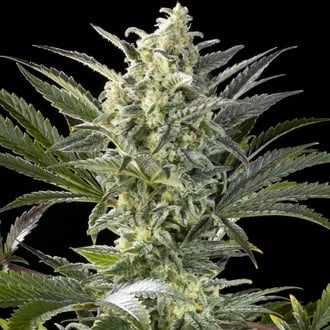 Clementine Slush (Kannabia) femminizzata