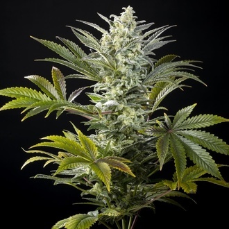 Clementine Slush (Kannabia) femminizzata