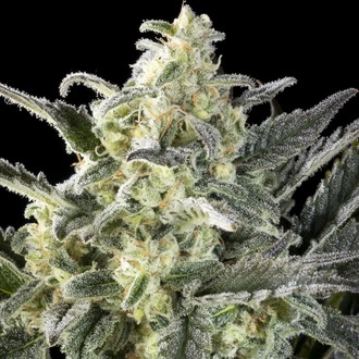 Clementine Slush (Kannabia) femminizzata