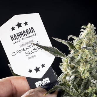 Clementine Slush (Kannabia) femminizzata