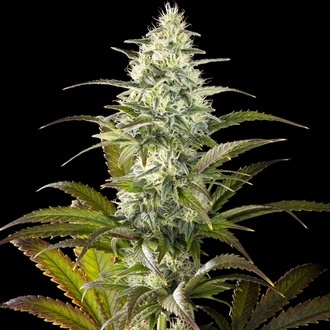 Clementine Slush (Kannabia) femminizzata