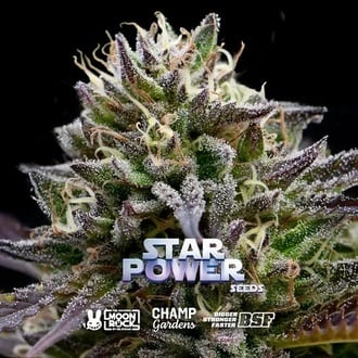 Star Power (BSF Seeds x Moon Rock) femminizzata