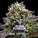 Star Power (BSF Seeds x Moon Rock) femminizzata