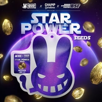 Star Power (BSF Seeds x Moon Rock) femminizzata