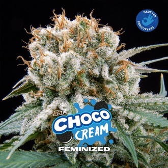 Choco Cream (BSF Seeds) femminizzata