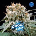 Choco Cream (BSF Seeds) femminizzata