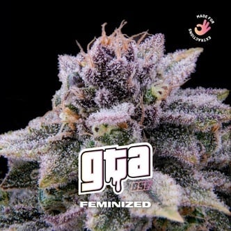 GTA (BSF Seeds) femminizzata