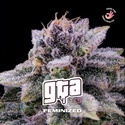 GTA (BSF Seeds) femminizzata