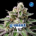 G-Mint (BSF Seeds) femminizzata