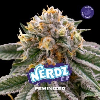 Nerdz (BSF Seeds) femminizzata