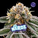 Nerdz (BSF Seeds) femminizzata