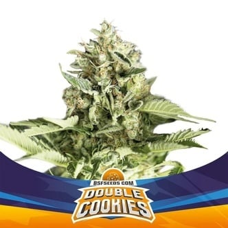 Double Cookies Auto (BSF Seeds) femminizzata