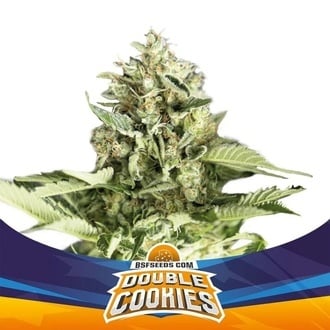 Double Cookies Auto (BSF Seeds) femminizzata