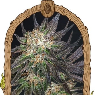 Georgia Cream (Exotic Seed) femminizzata