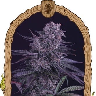 Quick Black Lemon (Exotic Seed) femminizzata