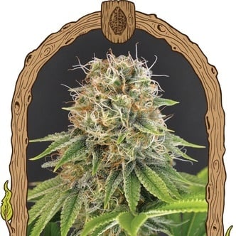 Wedding Monkey (Exotic Seed) femminizzata