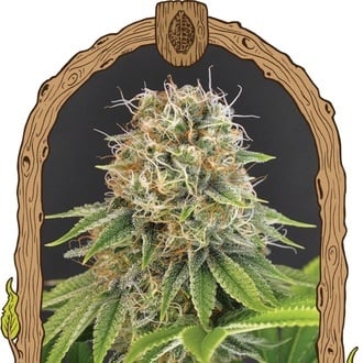 Wedding Monkey (Exotic Seed) femminizzata
