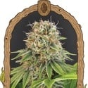 Wedding Monkey (Exotic Seed) femminizzata